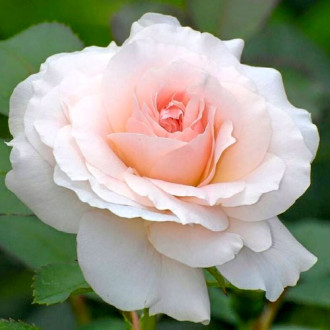 Роза чайно-гибридная Сильвия изображение 1