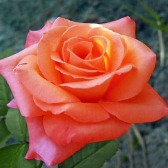 Роза чайно-гибридная Султан изображение 3