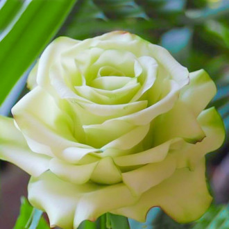 Роза чайно-гибридная Супер Грин изображение 1