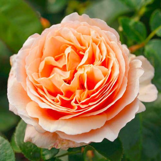 Роза чайно-гибридная Тропикана изображение 4