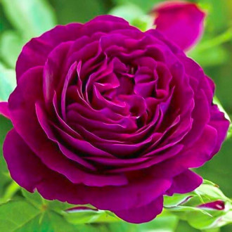 Роза чайно-гибридная Твайлайт Зоун изображение 5
