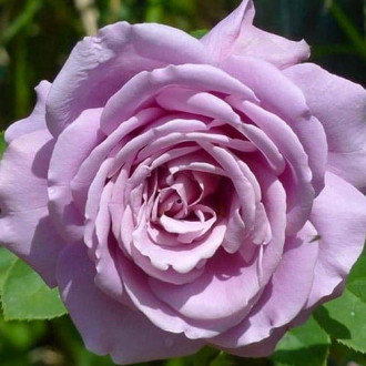 Роза чайно-гибридная Вальцтайм изображение 6