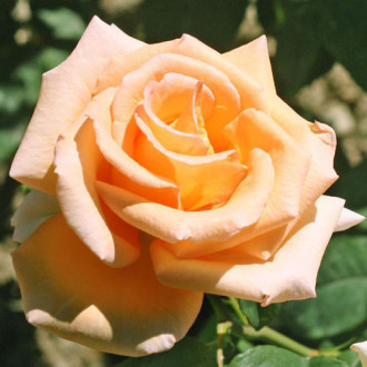 Роза чайно-гибридная Ванилла Парфюм 1+2 в подарок изображение 5