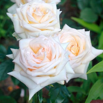Роза чайно-гибридная Ванилла Парфюм изображение 1