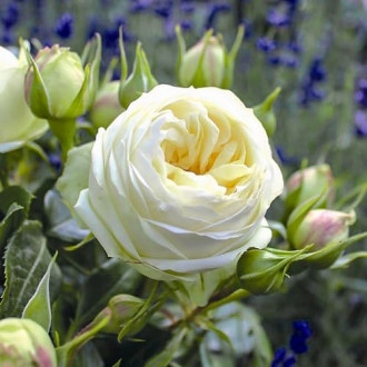 Роза чайно-гибридная Вайт Пиано изображение 1