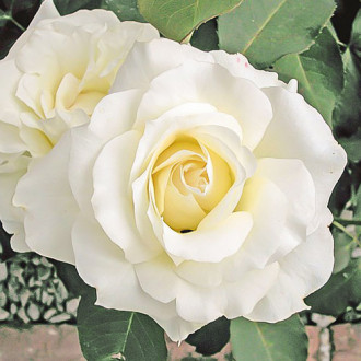 Роза чайно-гибридная Вайт Симфони изображение 2