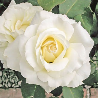 Роза чайно-гибридная Вайт Симфони изображение 4