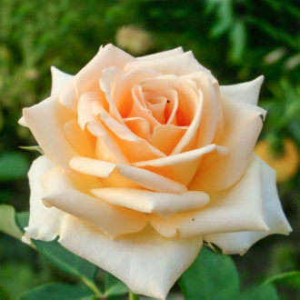 Роза чайно-гибридная Версилия изображение 1