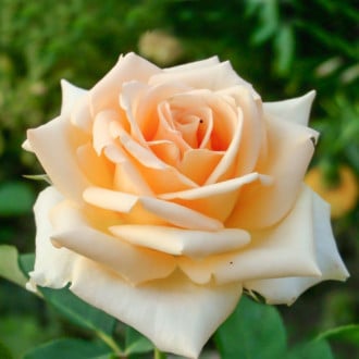 Роза чайно-гибридная Версилия изображение 5