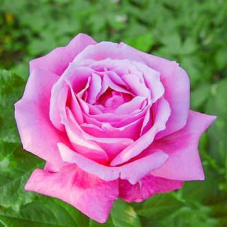 Роза чайно-гибридная Виолет Парфюм изображение 4