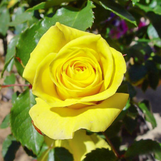 Роза чайно-гибридная Йеллоу Квин Элизабет изображение 2