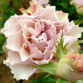 Роза чайно-гибридная Бурбон Стрит изображение 4