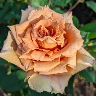 Роза чайно-гибридная Тоффи изображение 2