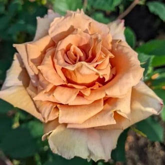 Роза чайно-гибриднаяТоффи изображение 1