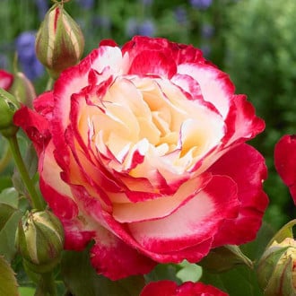 Роза чайно-гибридная Дабл Делайт изображение 6