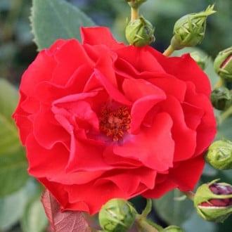 Роза флорибунда Аллотрия изображение 4