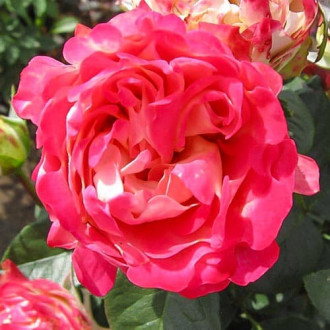 Роза флорибунда Блиц Раффлс изображение 2