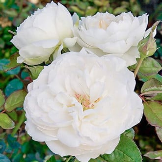 Роза флорибунда Болеро 1+2 в подарок изображение 2