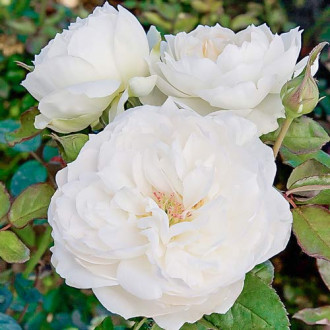 Роза флорибунда Болеро изображение 2