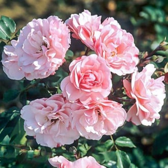 Роза флорибунда Боника изображение 2