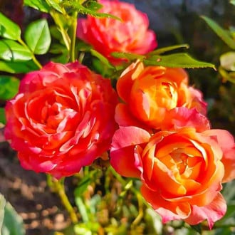Роза флорибунда Бриоза изображение 5