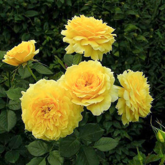 Роза флорибунда Чайна Герл изображение 4