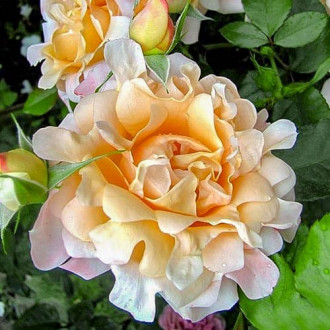Роза флорибунда Дрим Раффлс изображение 4