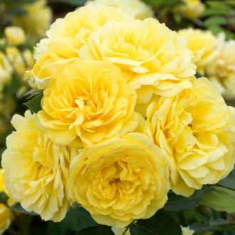 Роза флорибунда Фрезия изображение 6