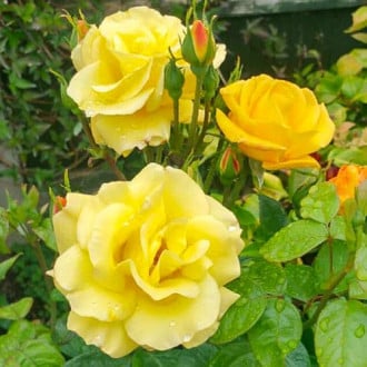 Роза флорибунда Гарден Принцесс изображение 2