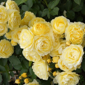 Роза флорибунда Голден Бордер изображение 2