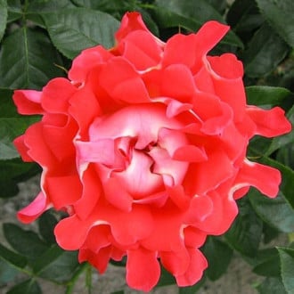 Роза флорибунда Кенди Раффлс изображение 6