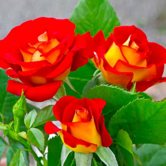 Роза флорибунда Кетчуп энд Мастард изображение 3