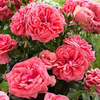 Роза флорибунда Кимоно изображение 1