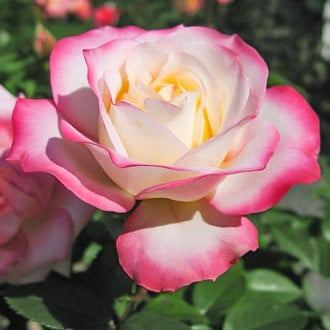 Роза флорибунда Ламинуэт изображение 6