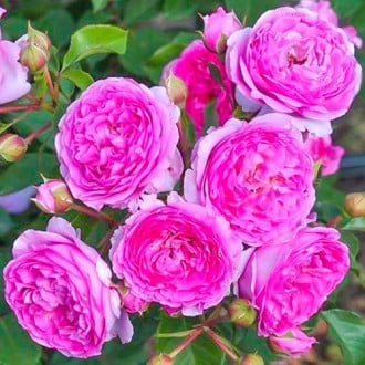 Роза флорибунда Лавандер Ваза изображение 6