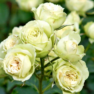 Роза флорибунда Лавли Грин изображение 4