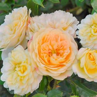 Роза флорибунда Лемон Ваза изображение 6