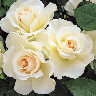 Роза флорибунда Маргарет изображение 3