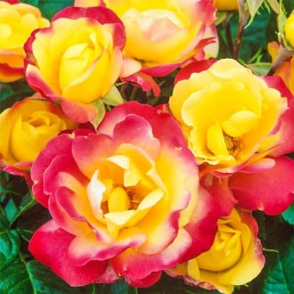 Роза флорибунда Маскарад 1+2 в подарок изображение 3