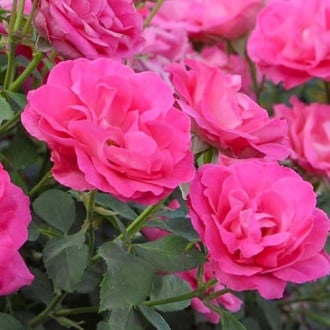 Роза флорибунда Мелроуз изображение 3