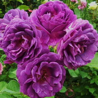Роза флорибунда Минерва изображение 5