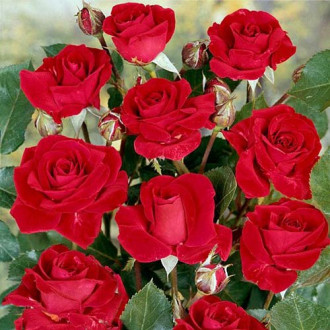Роза флорибунда Нина Вейбул изображение 5