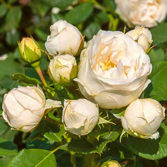 Роза флорибунда Перл Ваза изображение 1