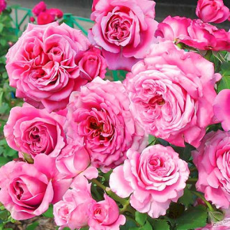 Роза флорибунда Пикоти Ваза изображение 1