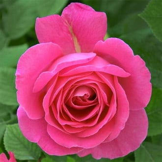 Роза флорибунда Пинк Оушен изображение 2