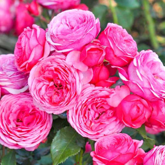 Роза флорибунда Пинк Ваза изображение 1