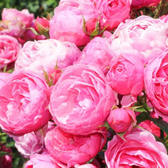 Роза флорибунда Помпонелла изображение 5