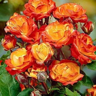 Роза флорибунда Румба изображение 1
