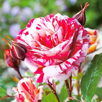 Роза флорибунда Сентиментал изображение 1