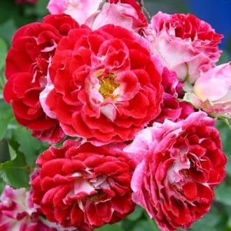 Роза флорибунда Спарклин Раффлс изображение 1
